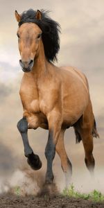 Se zvířecím motivem koněm krásná plážová dětská osuška Horse brown,  | rozměr 70x140 cm.